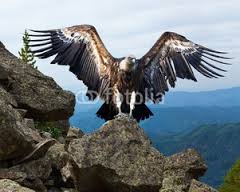 Image result for Ruppell's Griffon Vulture/ Gyps Rueppellii