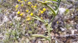 Image result for Thesium nigricans
