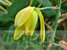 Image result for Dipcadi rigidifolium