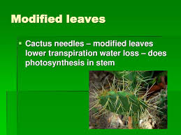 Vascular plants have xylem and phloem cells that transport water and sugars, nonvascular plants do not. Plant Kingdom Diversity Ppt Download