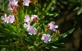 Image result for Nerium