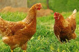 ▶des milliers d'images, des photographies et des dessins de fleur de haute qualité ! Insolite A Tregrom Adoptez Des Poules Sauvees De L Abattoir Le Tregor