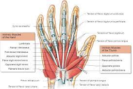 Tendons are similar to ligaments; Hand Muscles Attachment Nerve Supply Action Anatomy Info