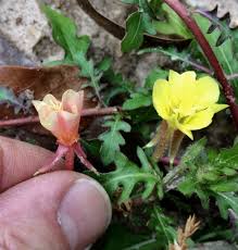 Maybe you would like to learn more about one of these? Foraging Texas Cutleaf Evening Primrose