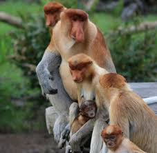 Der nasenaffe, nasalis larvatus lebt in borneo.: Affen Nasenaffen Mit Grosser Nase Haben Bessere Chancen Bei Weibchen Welt