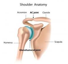 Early Repair Of Shoulder Ac Joint Key To Recovery Acromioclavicular Joint Shoulder Exercises Physical Therapy Shoulder Anatomy