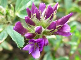 Image result for Medicago sativa
