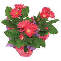 In the same shopping plaza is an acme gas station. Order Acme Floral