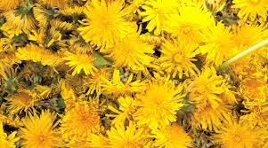 Maybe you would like to learn more about one of these? How To Make Dandelion Wine And Eat The Greens Food Drink Features Seven Days Vermont S Independent Voice