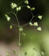 Image result for Briza minor