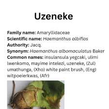 Image result for Sphedamnocarpus pruriens