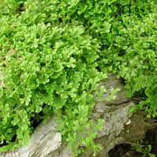 Image result for Selaginella kraussiana