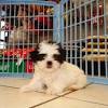 Jump to search for a goldendoodle puppy or dog browse goldendoodle puppies and dogs in nearby cities adopt a goldendoodle near you in los angeles, california. Https Encrypted Tbn0 Gstatic Com Images Q Tbn And9gct6q57a Pni11aaspraym4tyvw6u4yckb68rcrcmo9zu8ks1kbc Usqp Cau