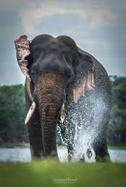 Elephant india asian elephant elephant love elephant art buda wallpaper sculptures lion elephant walk asian elephant elephant love elephant parade all about elephants water for. 120 Travel Ideas Pyramids Egypt Ancient Egypt Art Elephant Photography