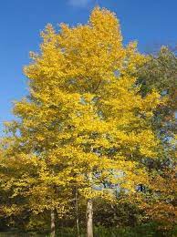 Quaking Aspen Tree In 2021 Fast Growing Trees Aspen Trees Aspen