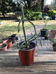 How often holiday cacti need to be watered depends on a number of factors such as what the potting soil is made of, how big the container is, how much sunlight the plant receives and how warm the ambient temperature is. Should I Move My Mini Cholla Cactus To A Larger Pot Succulents