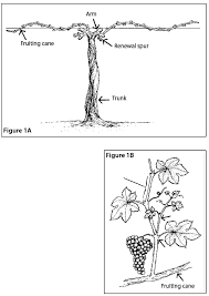 Cut long vines back to within two feet of the ground, making the cuts on the outside of stem nodes. Growing Table Grapes Osu Extension Catalog Oregon State University