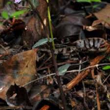 Image result for Rogiera cordata