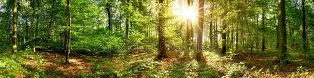 Beautiful Forest Panorama With Bright Sun Shining Through The Trees Aff Panorama Forest Beautiful Bright Tree Beautiful Forest Panorama Panoramic