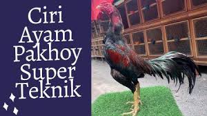 Ciri Ciri Ayam Pakhoy Pukul Mati Dan Super Teknik