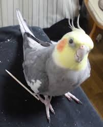 ペットのおうち
