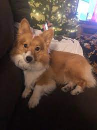 Before And After Haircut Https Ift Tt 3b4dn4z Before And After Haircut Corgi Corgi Mix