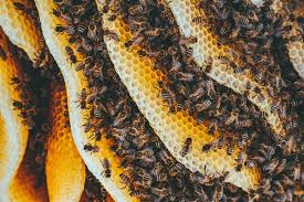 How to install a stone veneer on a chimney. How To Get Rid Of Bees In The Chimney For Good Bugwiz