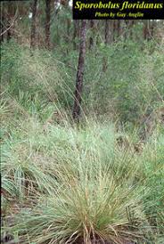 Image result for Sporobolus stapfianus