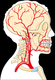 Left common carotid artery second branch of the aortic arch, branches from the aorta; Head And Neck Arteries Servier Medical Art
