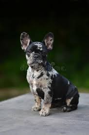 We did not find results for: Merle French Bulldog Welpe Der Im Gras Sitzt Stockfoto Bild Von Zunge Sitting 118870886