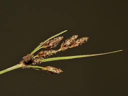 Image result for Vahlia dichotoma