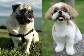 Pug Zu Complete Guide Info Pictures Care More Pet Keen