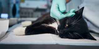 In the future if your pet eats or drinks. Antifreeze Poisoning Ethylene Glycol Poisoning In Pets Pet Toxins