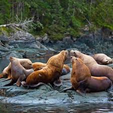 Singa laut i current position and history of port calls are received by ais. Rolf Hicker Photography Sea Lions Off Northern Vancouver Island Facebook