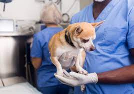 Gabapentin For Dogs Great Pet Care