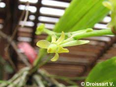 Image result for Diaphananthe bidens