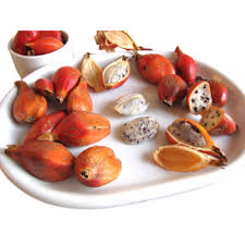 Image result for Aframomum alboviolaceum