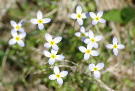 Tra i fiori gialli esistono tante specie centro, fiori bianchi, rosso, nt, arbusto. Fiori Bianchi Con Quattro Petali