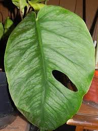 Monstera Dubia Tanaman Kebun Hiasan