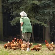 Gartengeräte mieten in hannover (51 inserate). Huhner Mieten In Hannover Und Umland Mit Hanno Huhn