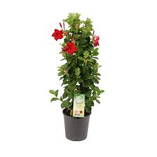 Maybe you would like to learn more about one of these? Mandevilla For Many Beautiful Flowers Florastore