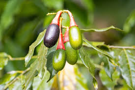 Image result for Ocotea