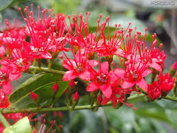 Image result for Combretum falcatum