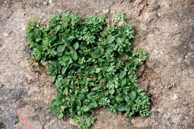 Image result for Polycarpon tetraphyllum