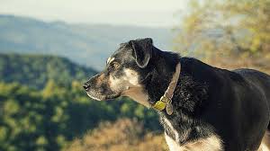 Warzen Beim Hund Hautveranderungen Alterswarzen Santevet