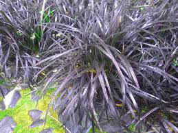 Black mondo grass is the ideal creepy ground cover. Black Mondo Grass Japanese Garden Bloedel Reserve