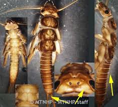 Image result for Perlidae