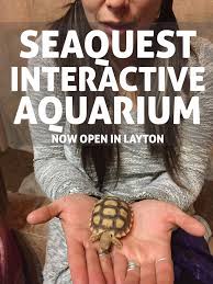Seaquest Interactive Aquarium The Salt Project