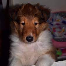 Tate Rough Collie Puppy Rough Collie Rough Collie Puppy Collie Puppies