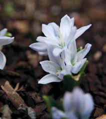 Image result for Huberantha mossambicensis